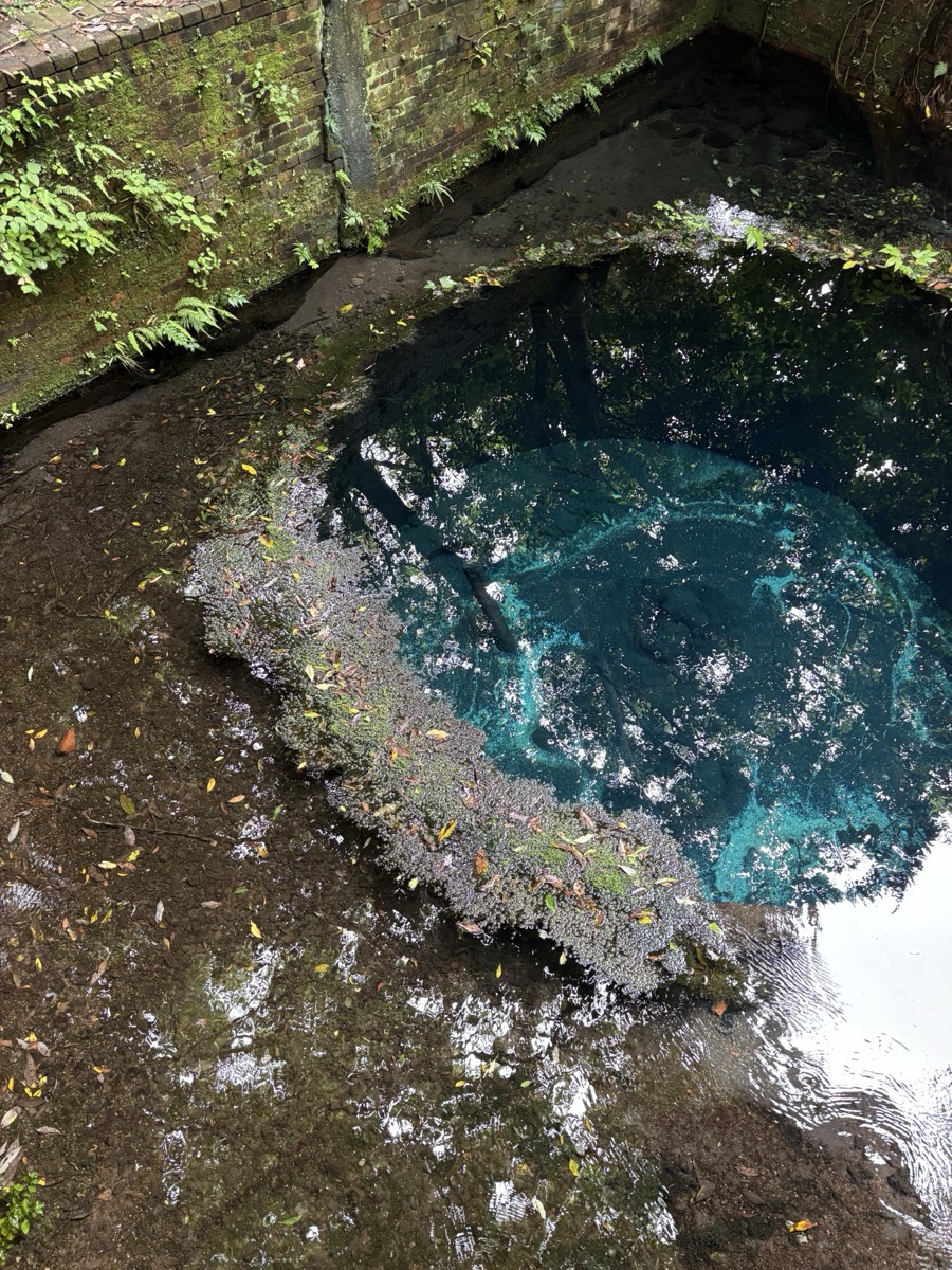 湧水のある静かな水辺